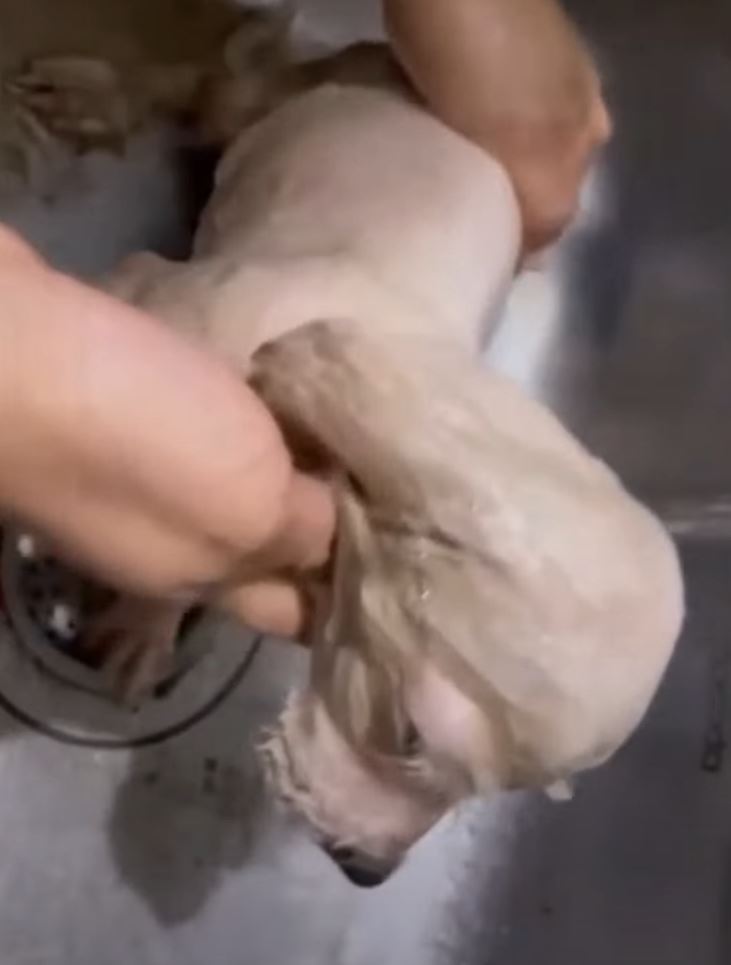 Repollita 4
