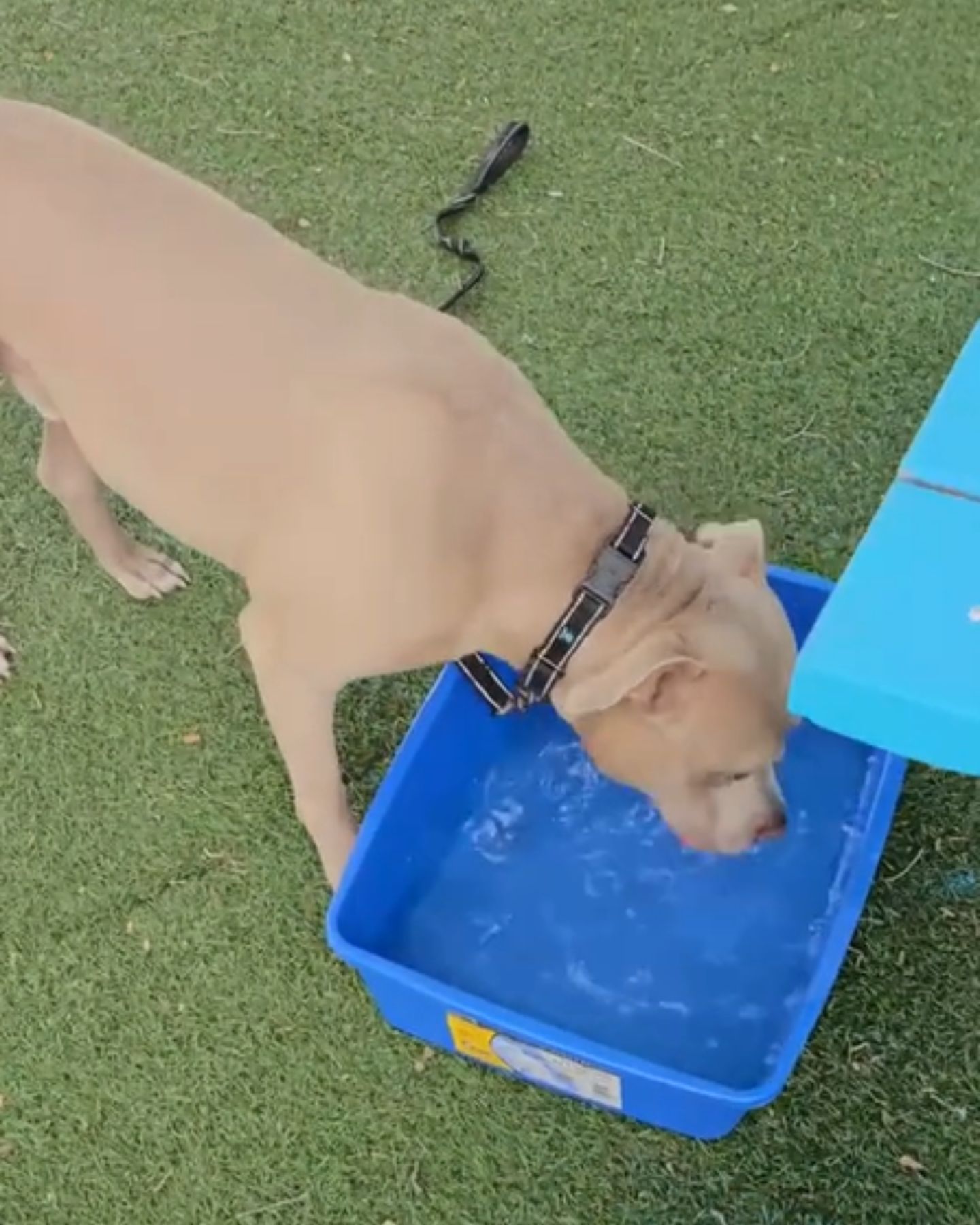 dog drinking water