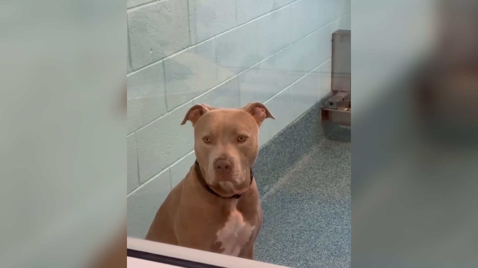 shelter dog