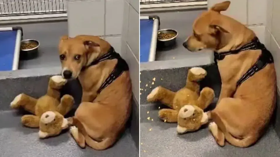 Luna with teddy