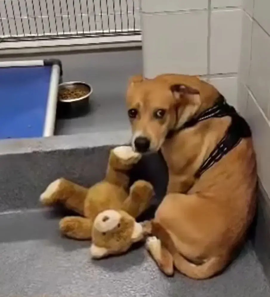 Luna holding teddy
