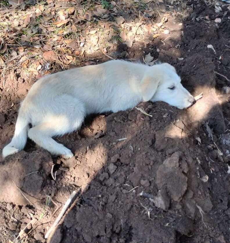 Нубе лежит на холмике