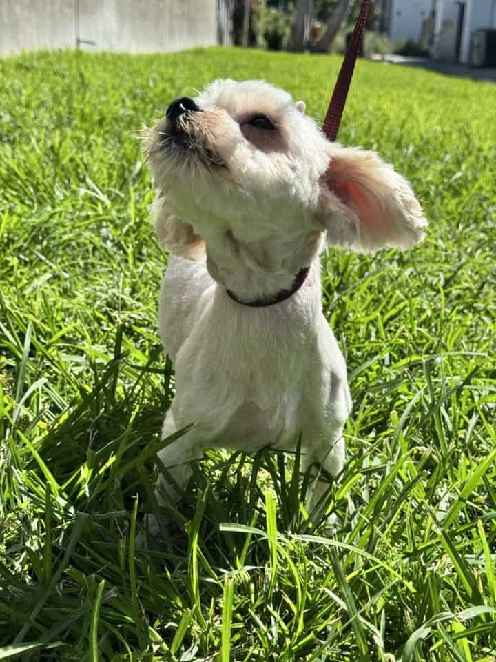 Happy in foster