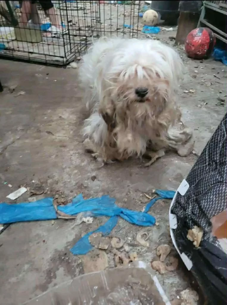 rescue image