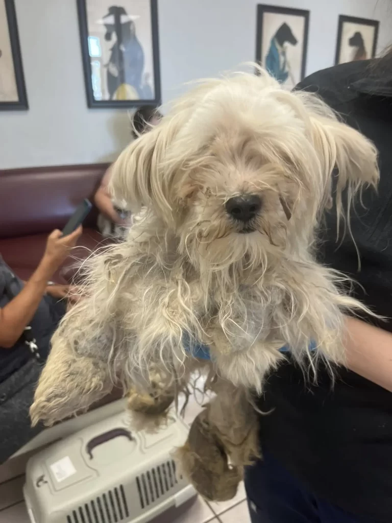 groomed dog