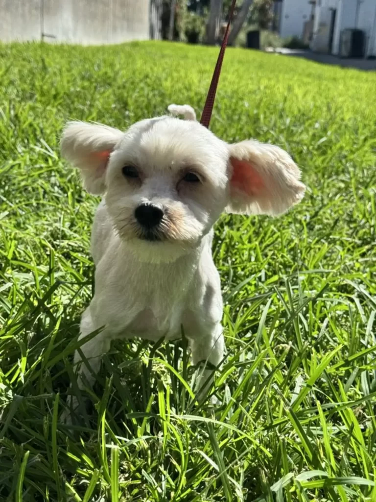 happy dog