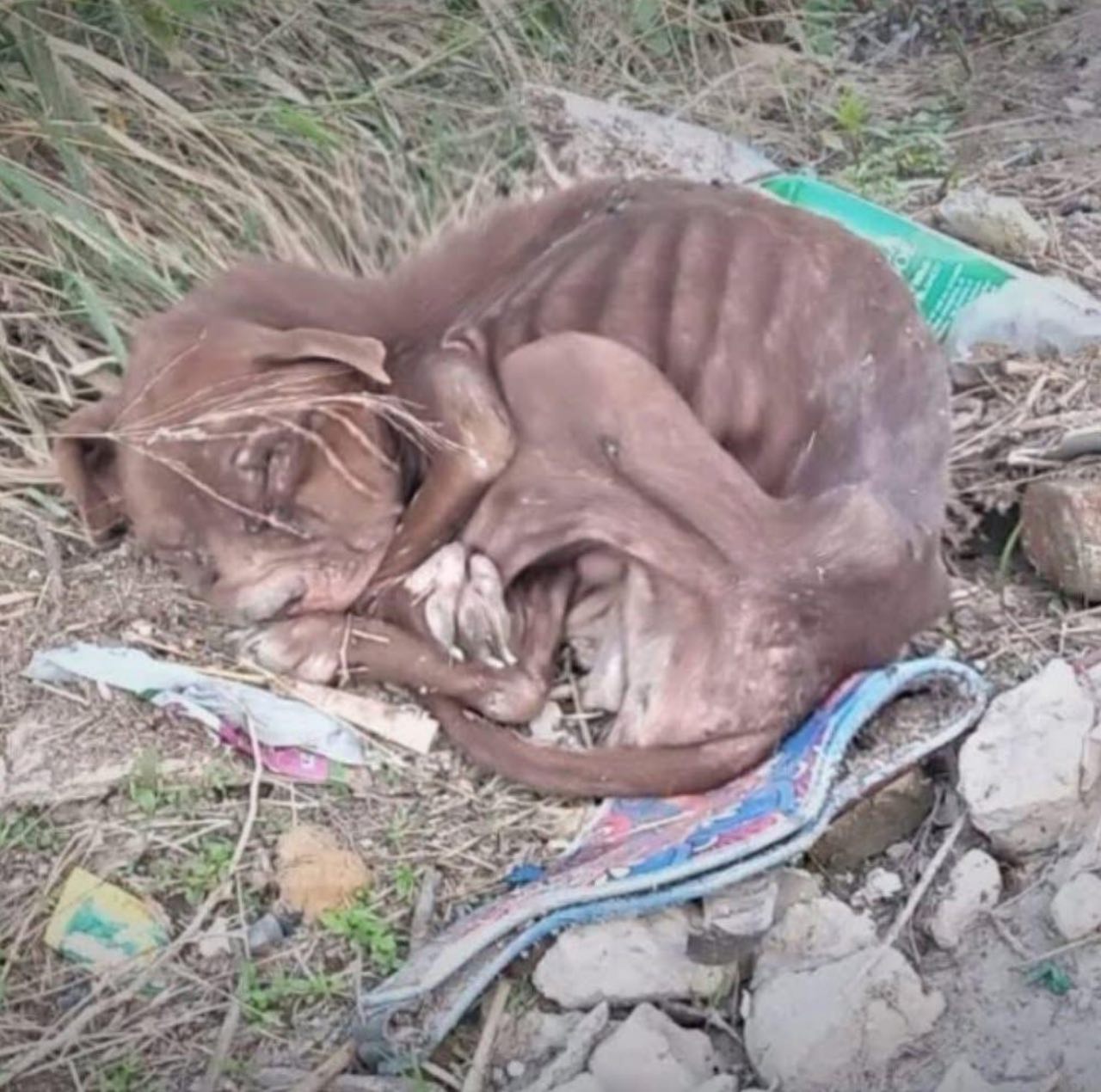 Щенок на обочине