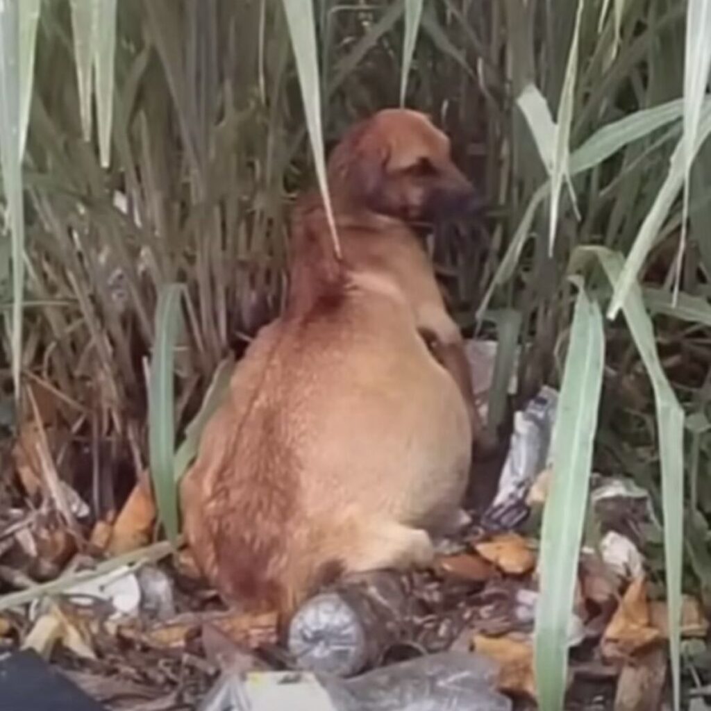 Собака с опухшим животом