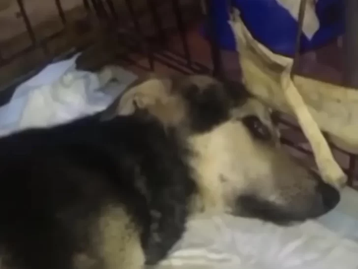 sad dog in cage