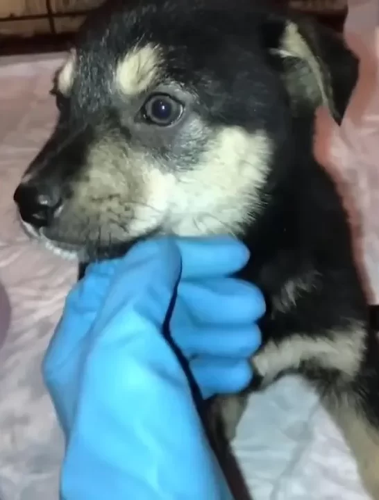 volunteer petting dog
