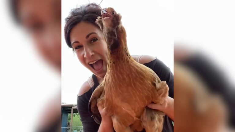 chicken tickled