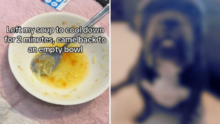 dog steals soup