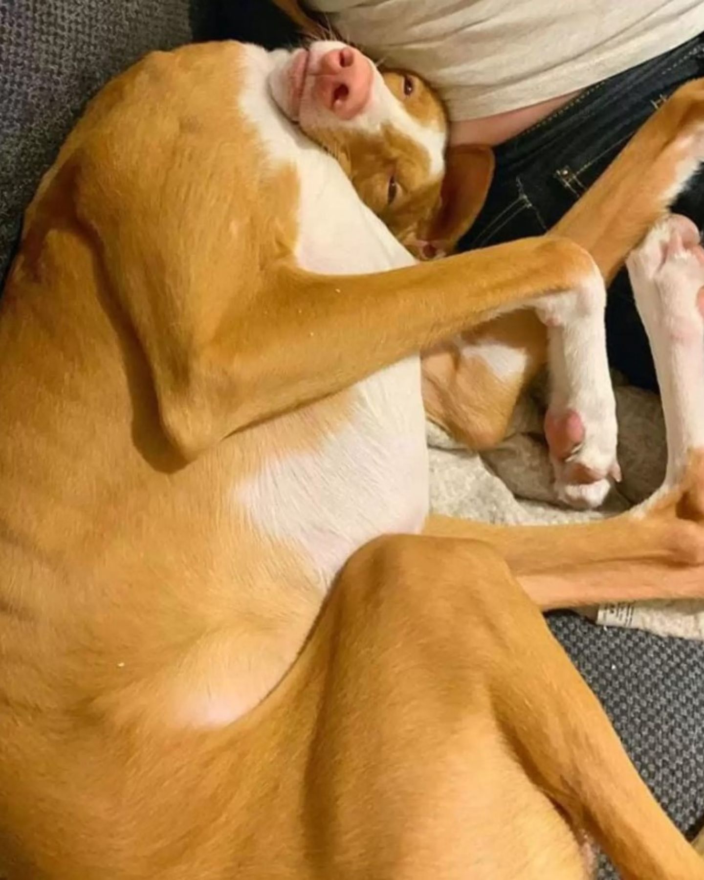 dog creepy sleeping pose