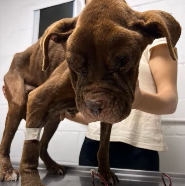 Восстановление щенка