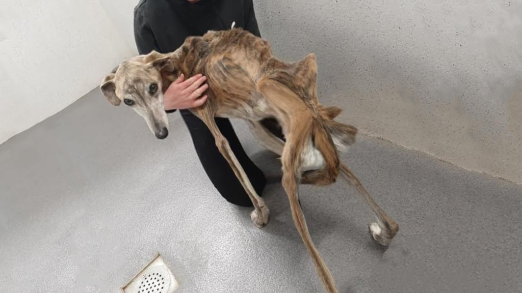 Найденный Бёрди