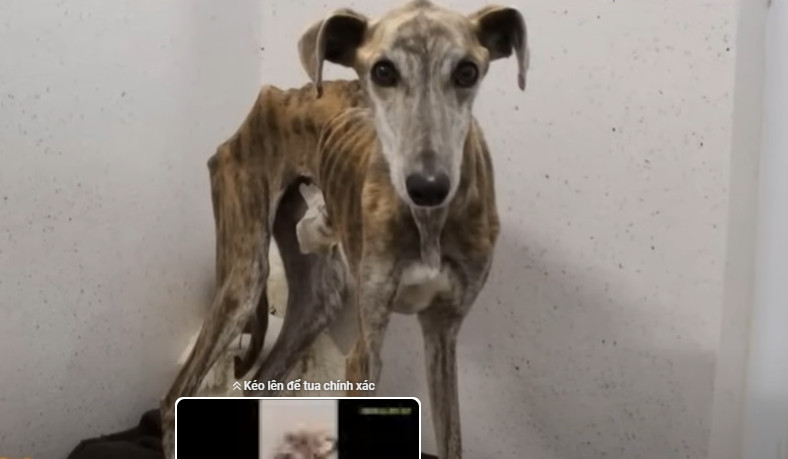 Ветеринарная помощь