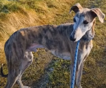 Счастливый Бёрди