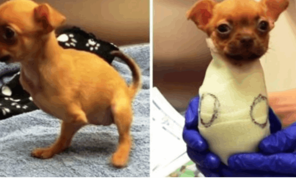 Нарцисо у візочку