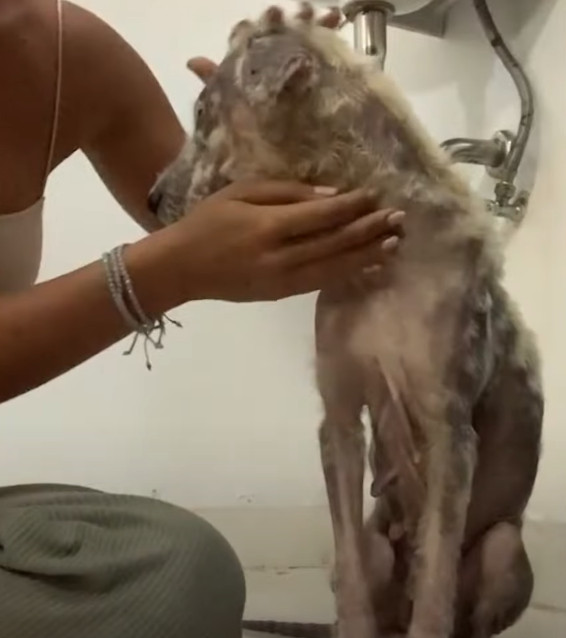 Хелена обретает доверие