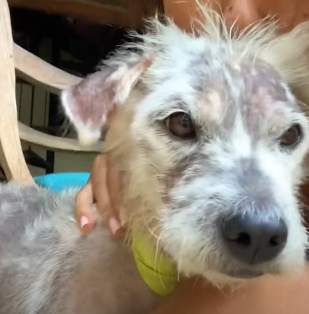 Хелена после восстановления