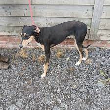 Підтримка для тварин