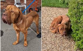 Зображення собаки