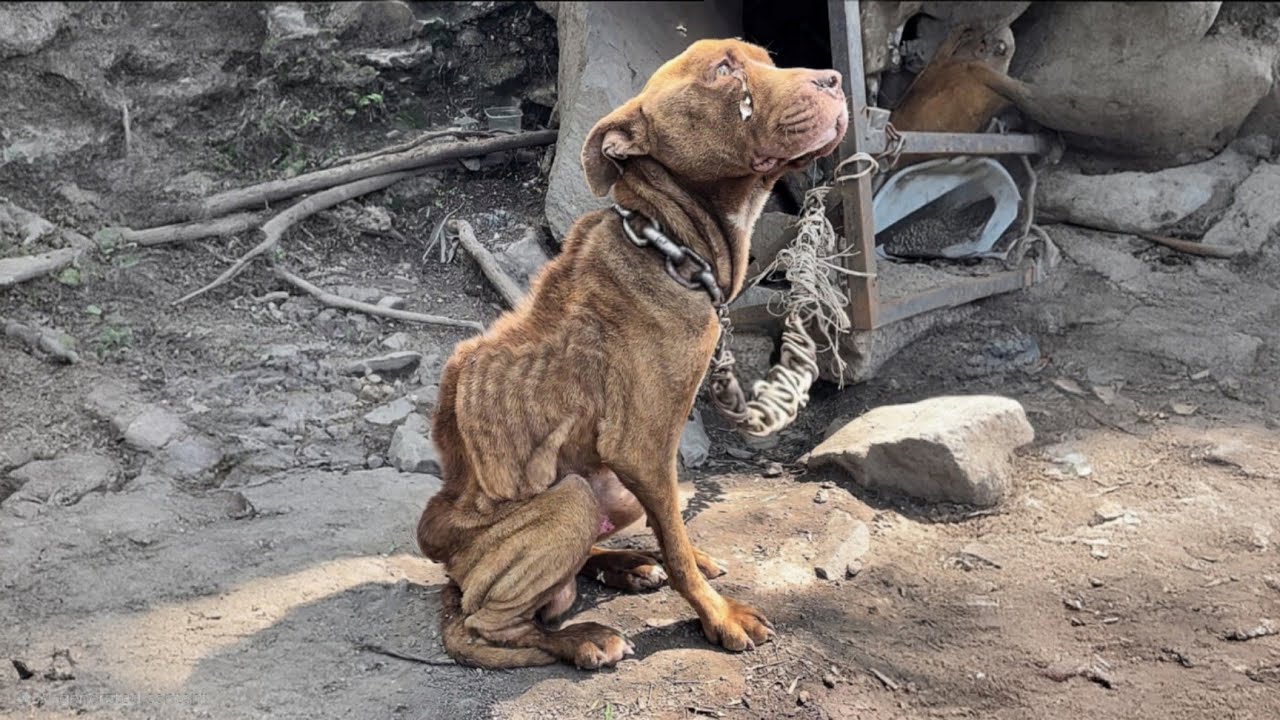 Изображение брошенной собаки