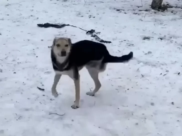 playful dog in snow