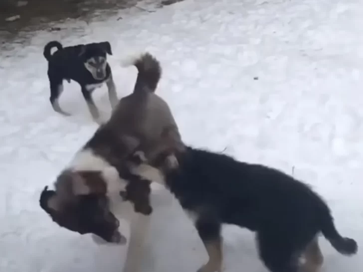 playful dogs