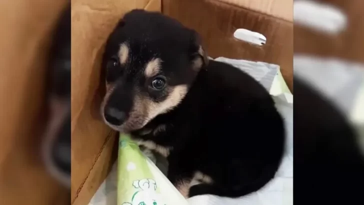 Sad pup