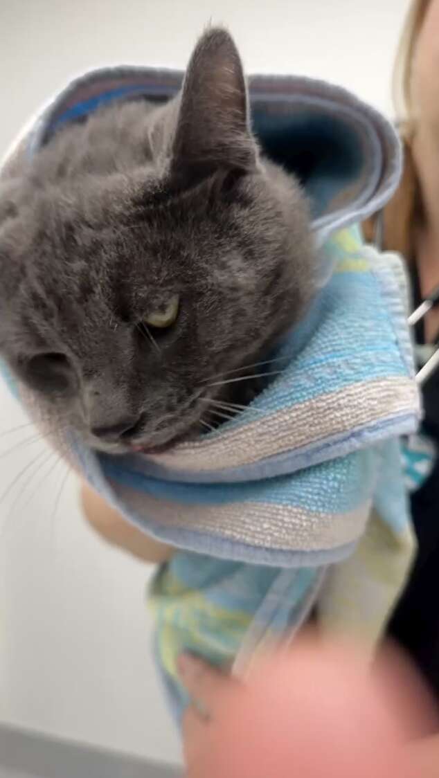 Кот обнимает спасительницу