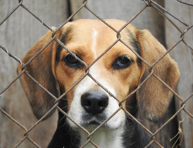 beagle in kennel
