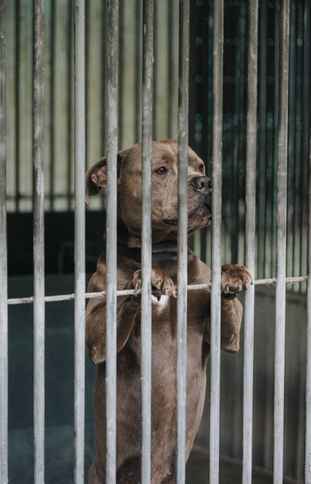 dog in cage