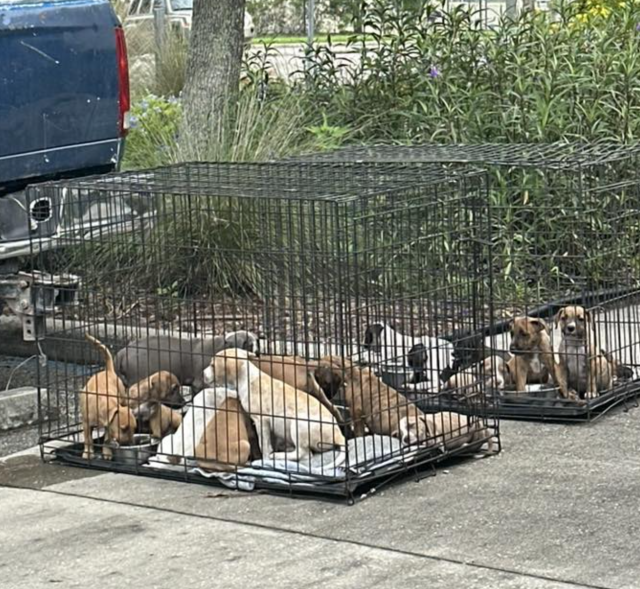 Щенки в переносках