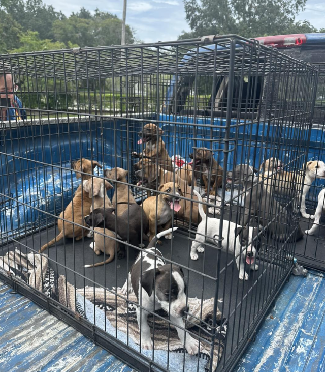 Волонтёры помогают щенкам