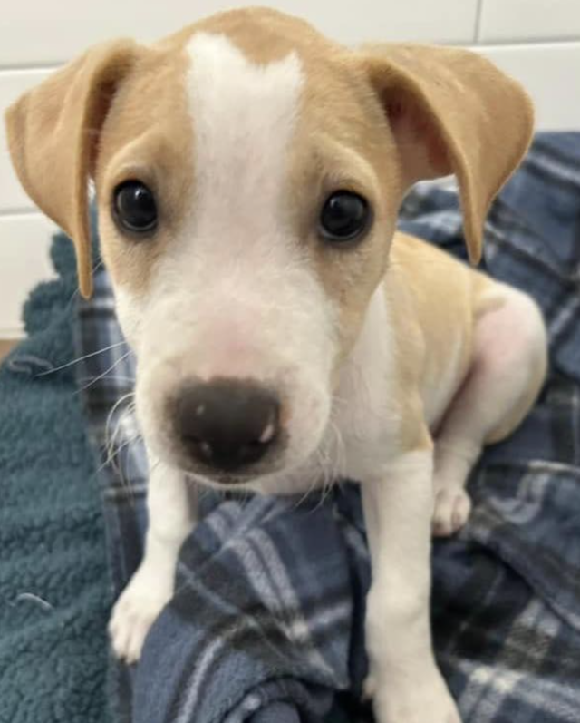 Щенки в заботливых руках