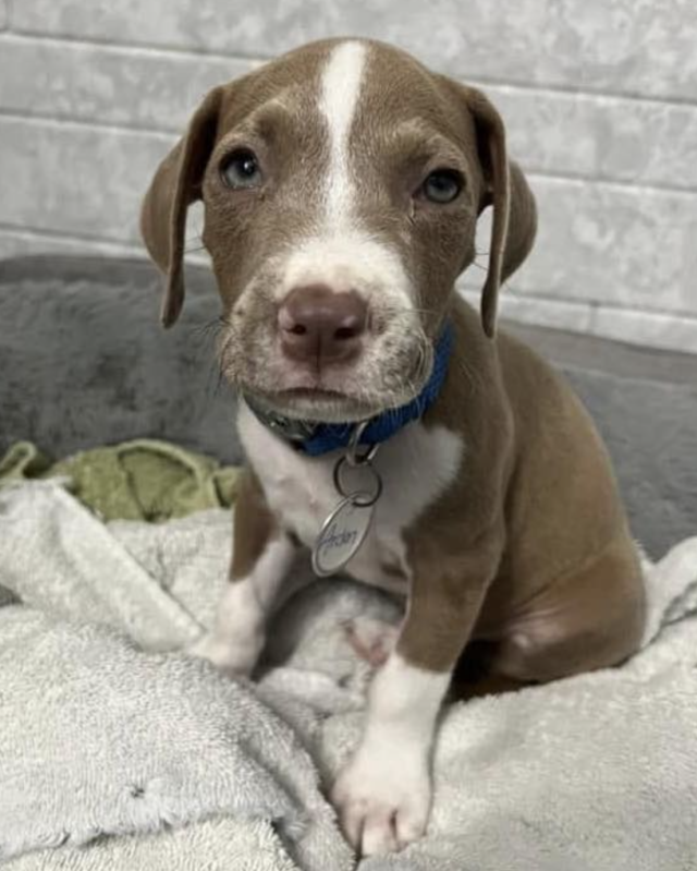 Щенки в приёмной семье