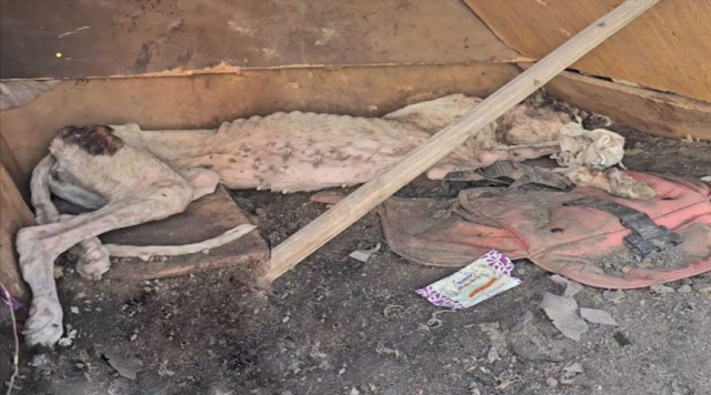 Ноа до спасения