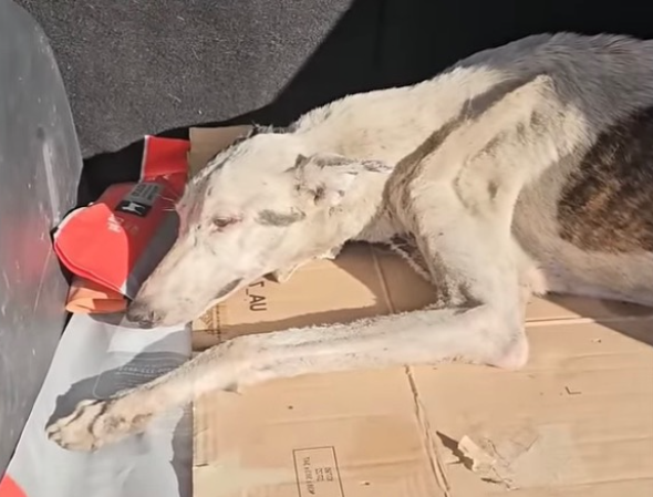 Уход и лечение