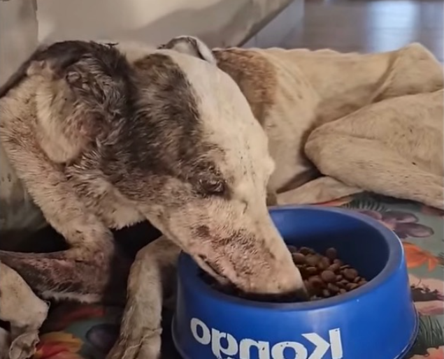 Ноа во время реабилитации