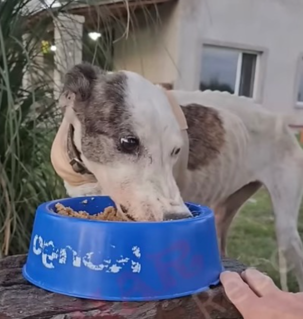 Ноа после лечения