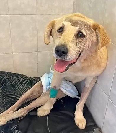 Veterinarian care
