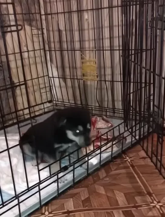 dog in cage