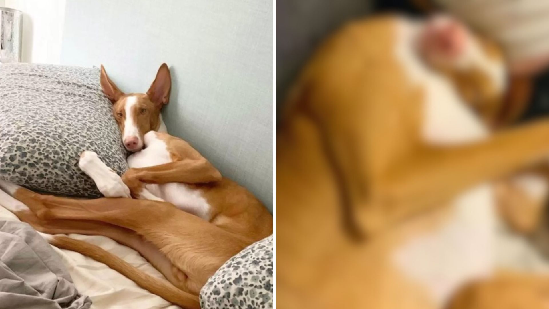 silly dog sleeping pose