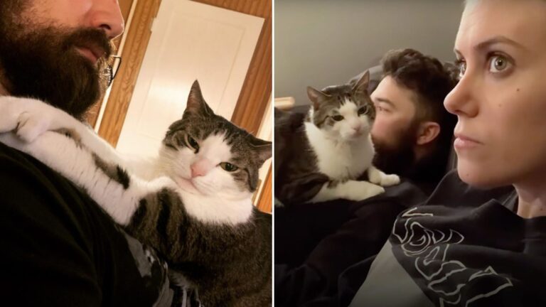 kitten affection